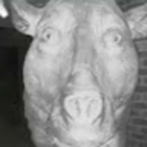 Meet your Posher, Noah